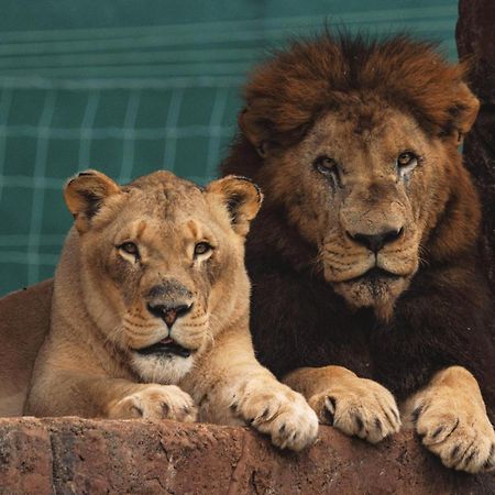 Lions View Accommodation نيلسبروت المظهر الخارجي الصورة