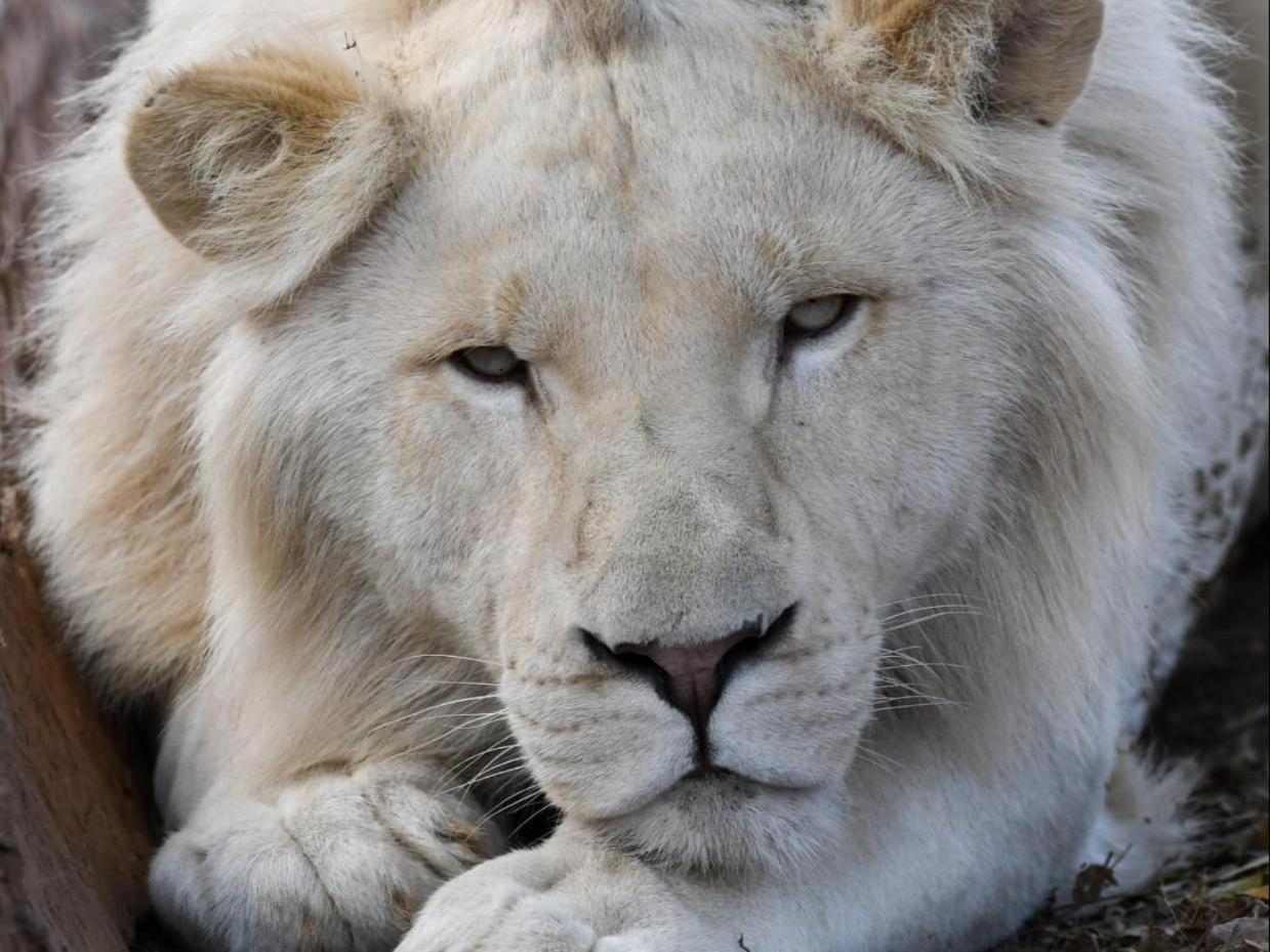 Lions View Accommodation نيلسبروت المظهر الخارجي الصورة