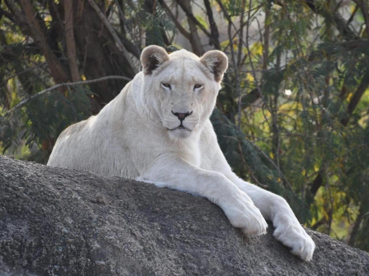 Lions View Accommodation نيلسبروت المظهر الخارجي الصورة
