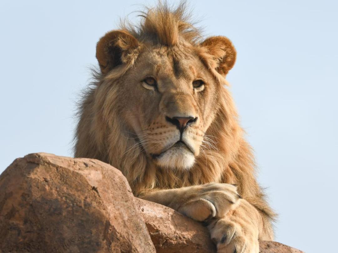Lions View Accommodation نيلسبروت المظهر الخارجي الصورة