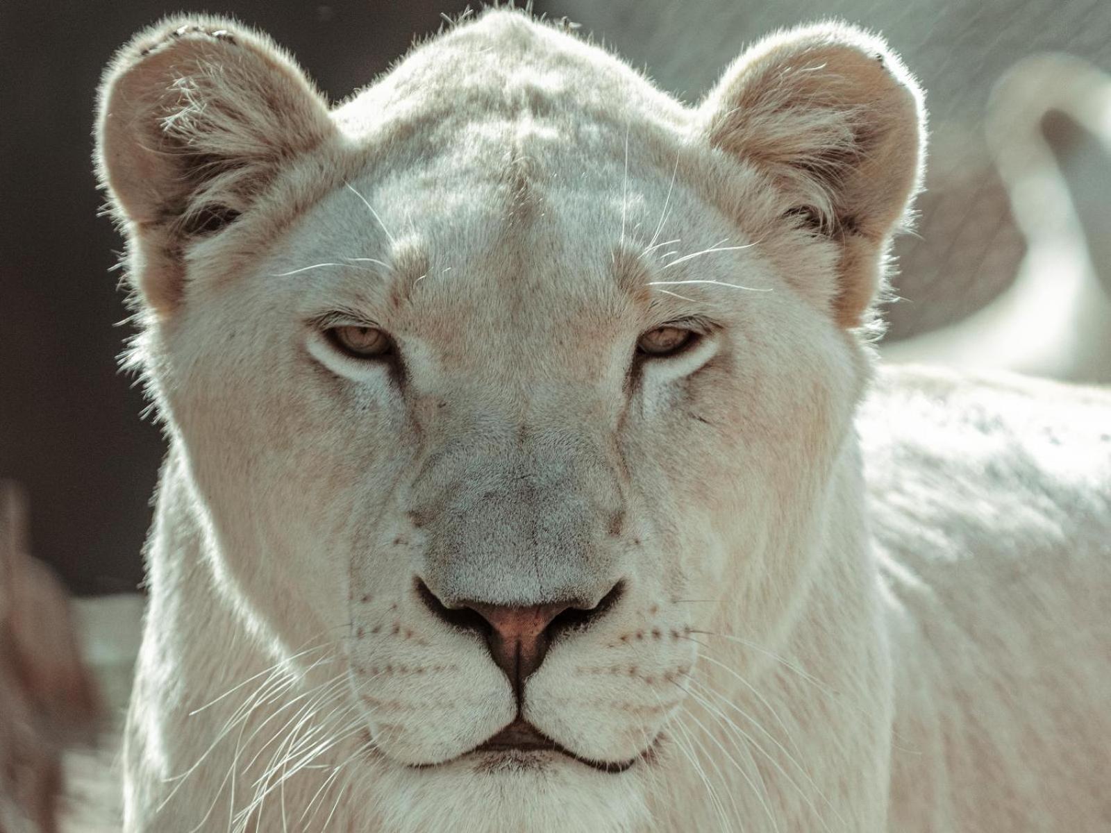 Lions View Accommodation نيلسبروت المظهر الخارجي الصورة