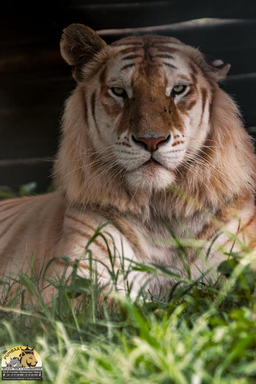 Lions View Accommodation نيلسبروت المظهر الخارجي الصورة