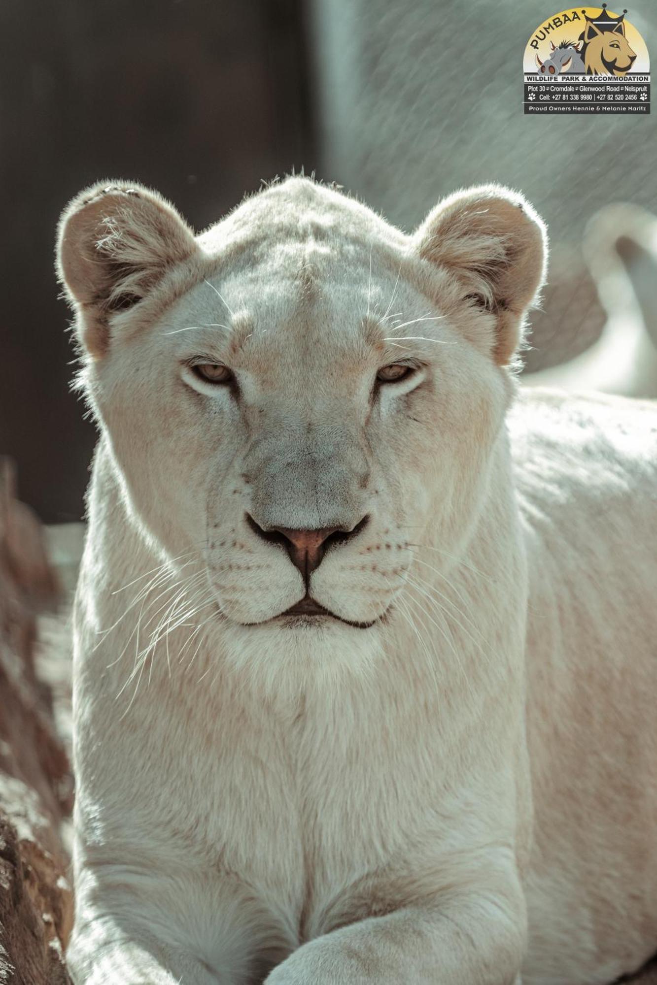 Lions View Accommodation نيلسبروت المظهر الخارجي الصورة