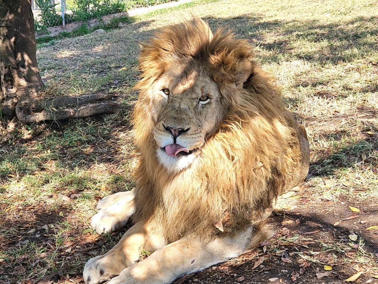 Lions View Accommodation نيلسبروت المظهر الخارجي الصورة